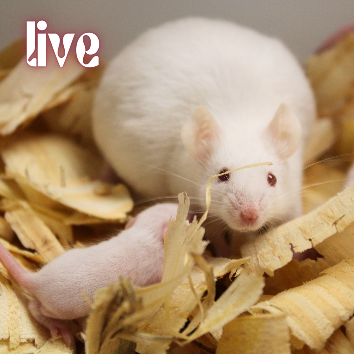 Live Feeder Mouse: Local Delivery Pickup South NJ – Royal