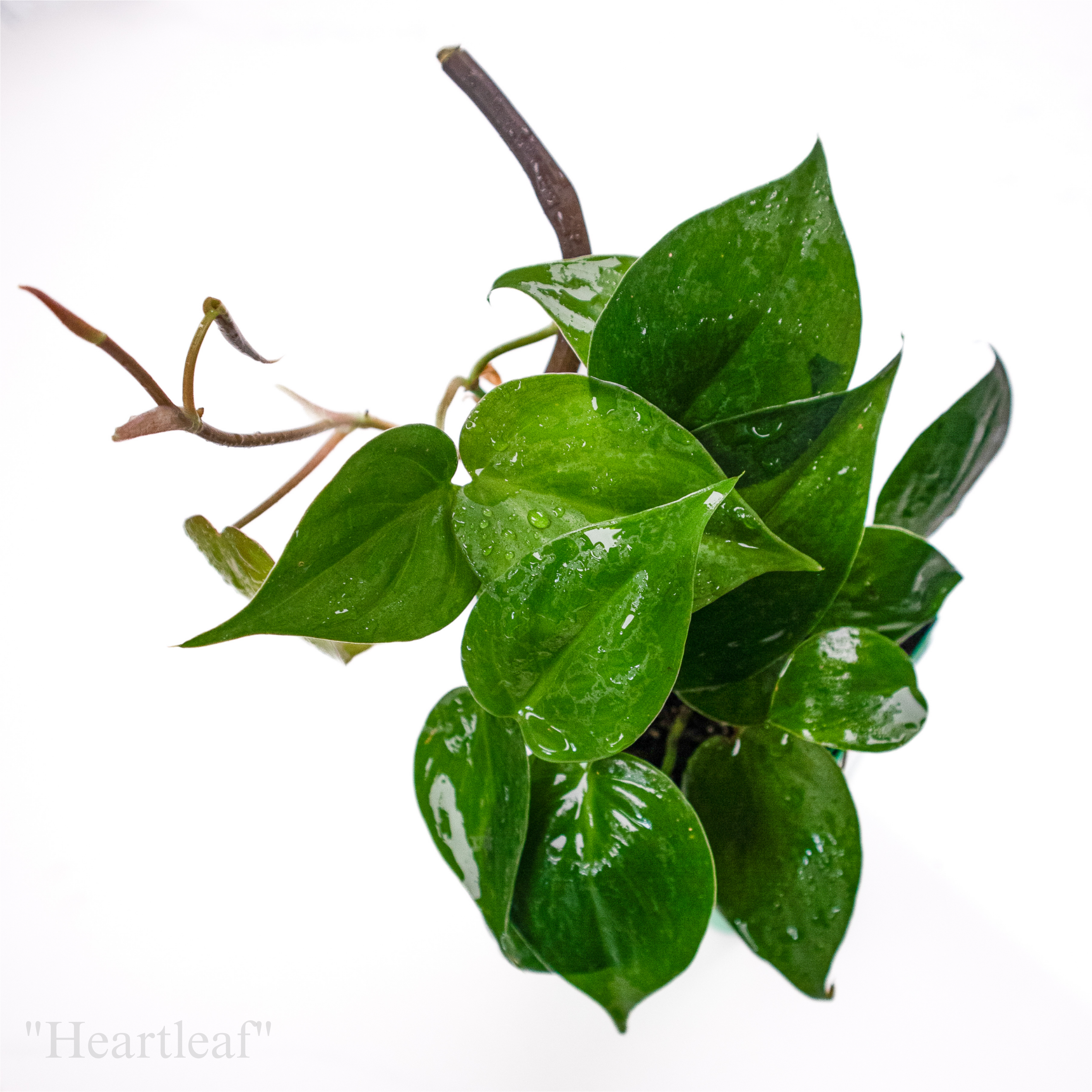 green philodendron logo png Philodendron hederaceum “Heartleaf”