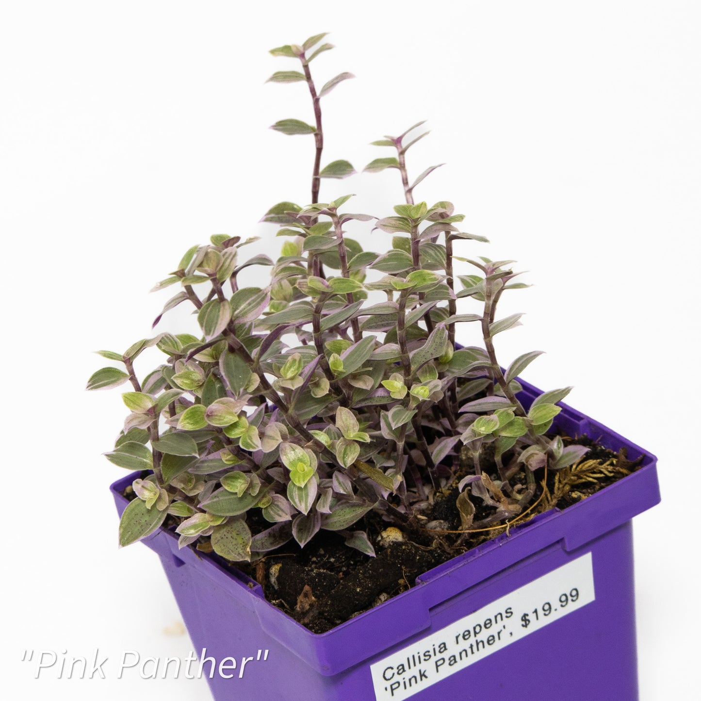 Callisia repents ‘Pink Panther’