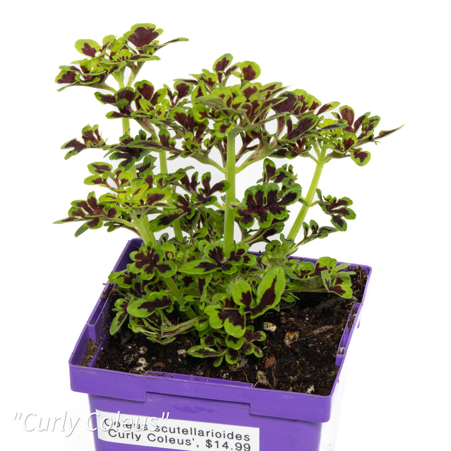 Coleus scutellarioides ‘Curly Coleus’