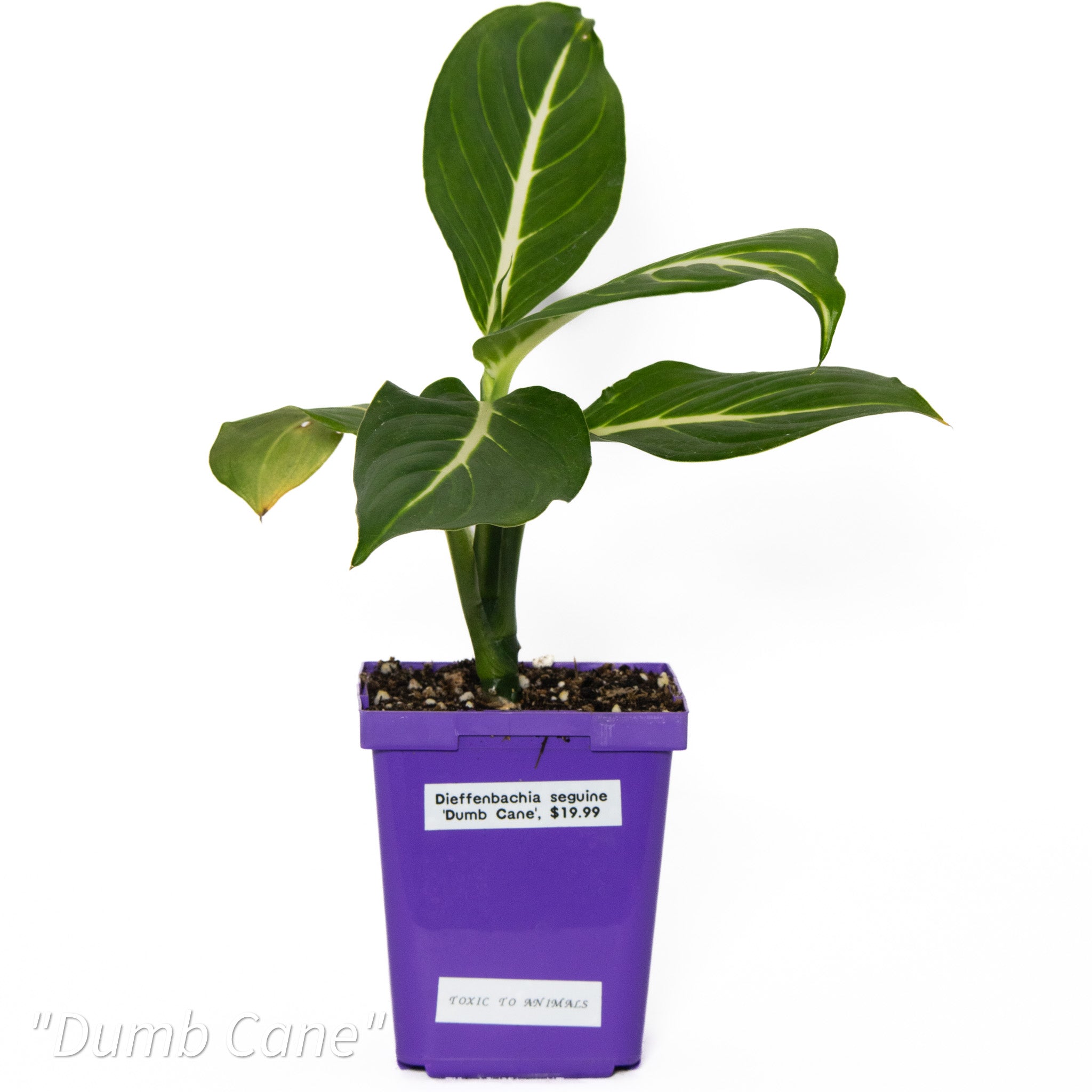 dumb cane plant fertilizer Dieffenbachia seguine 'Dumb Cane'