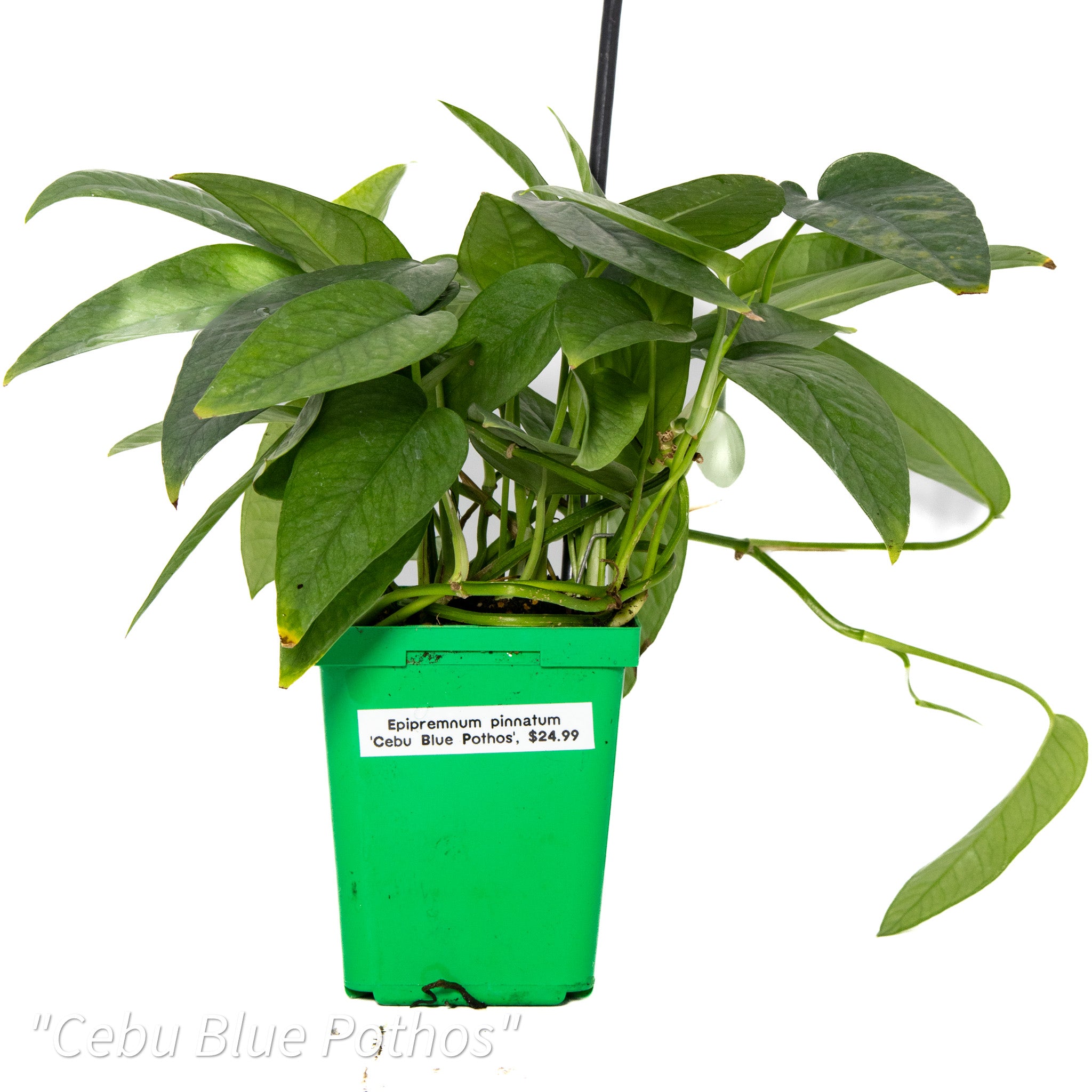is epipremnum pinnatum a pothos Epipremnum pinnatum 'Cebu Blue Pothos'