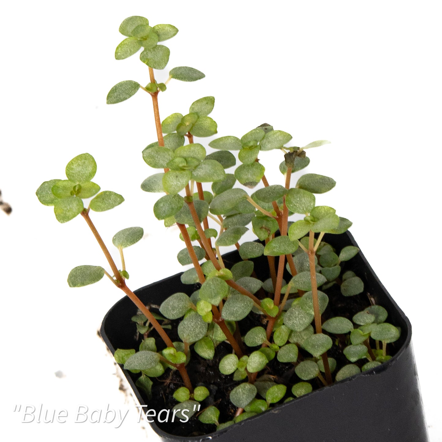 Pilea glauca ‘Blue Baby Tears’