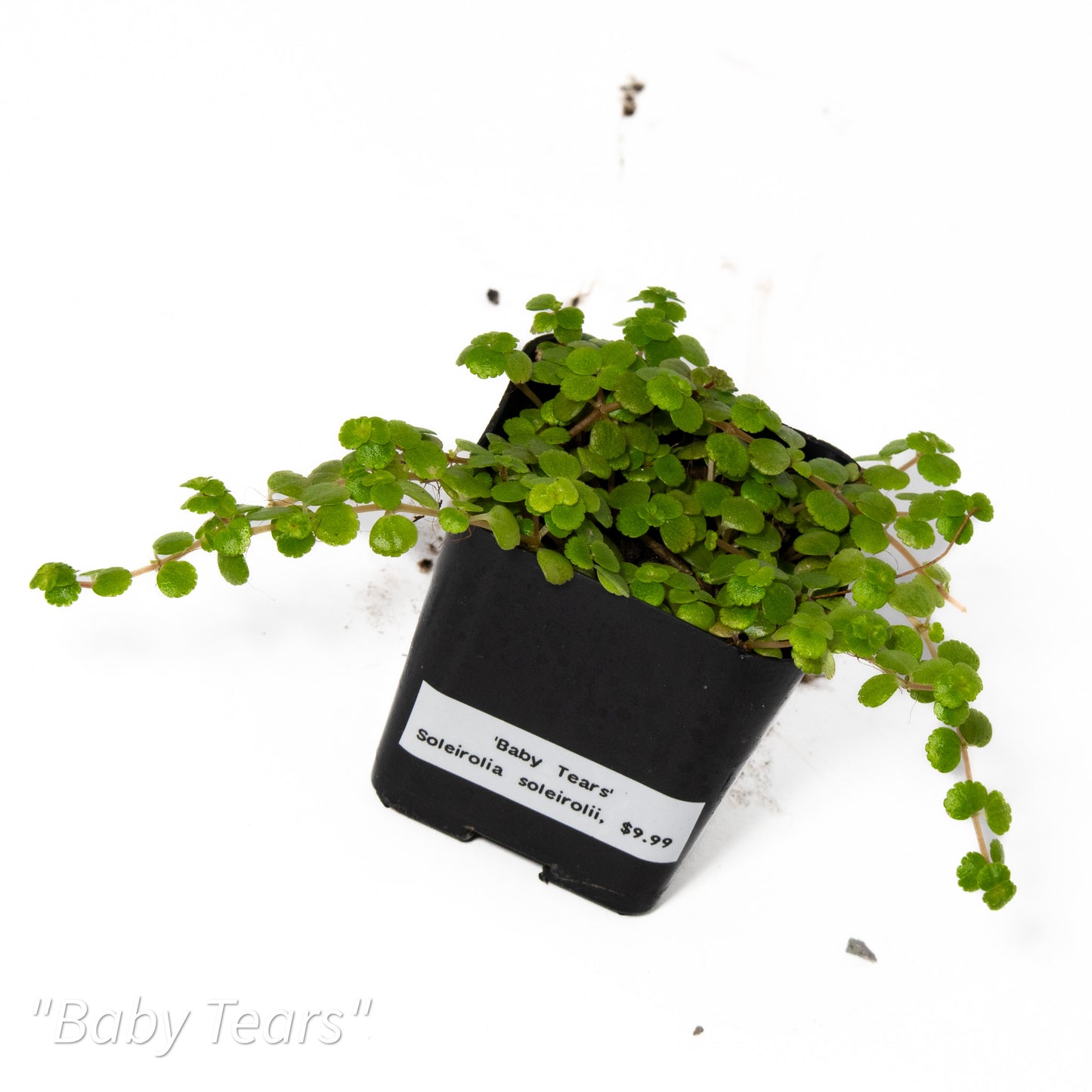 Soleirolia soleirolii ‘Baby Tears’