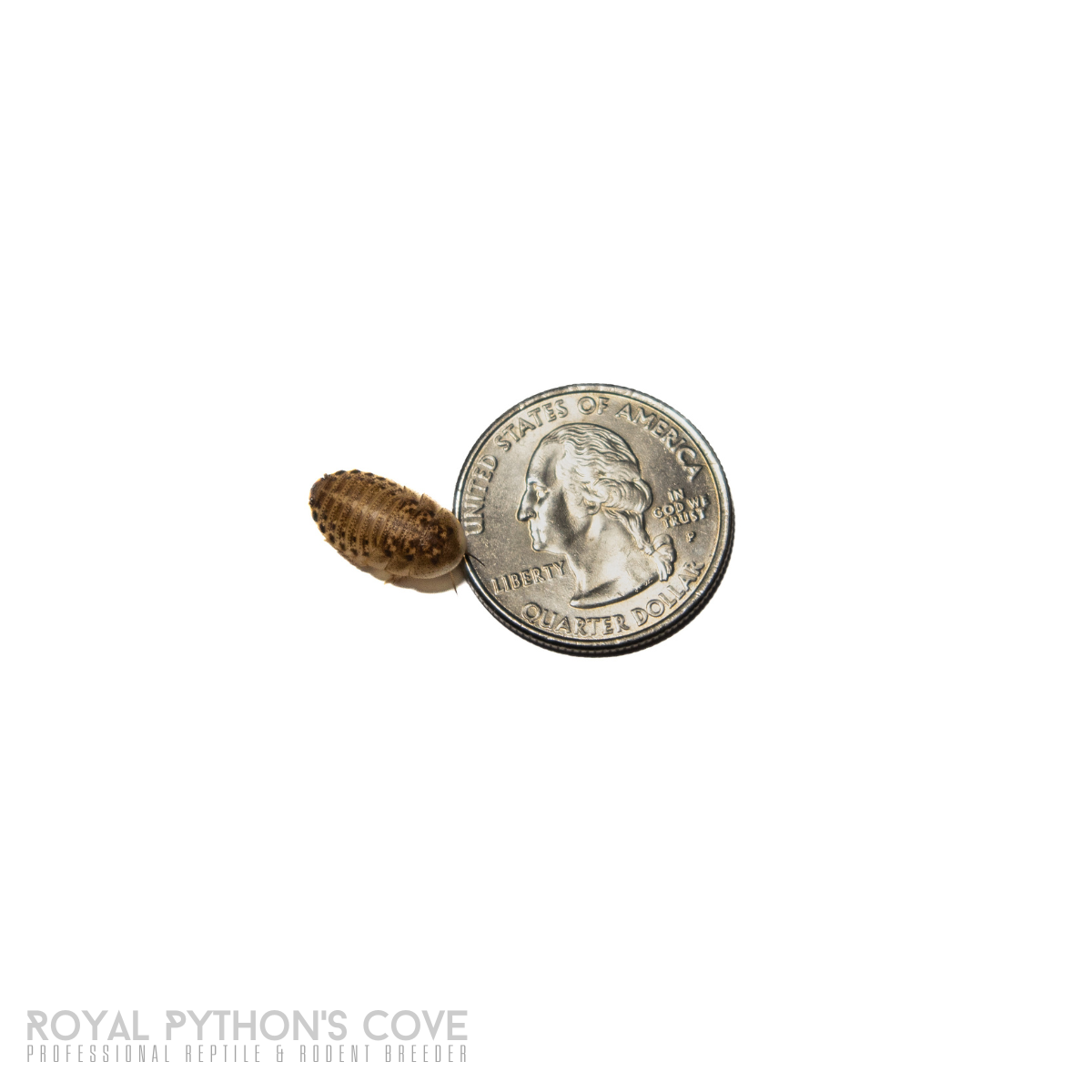 Dubia Roach 2