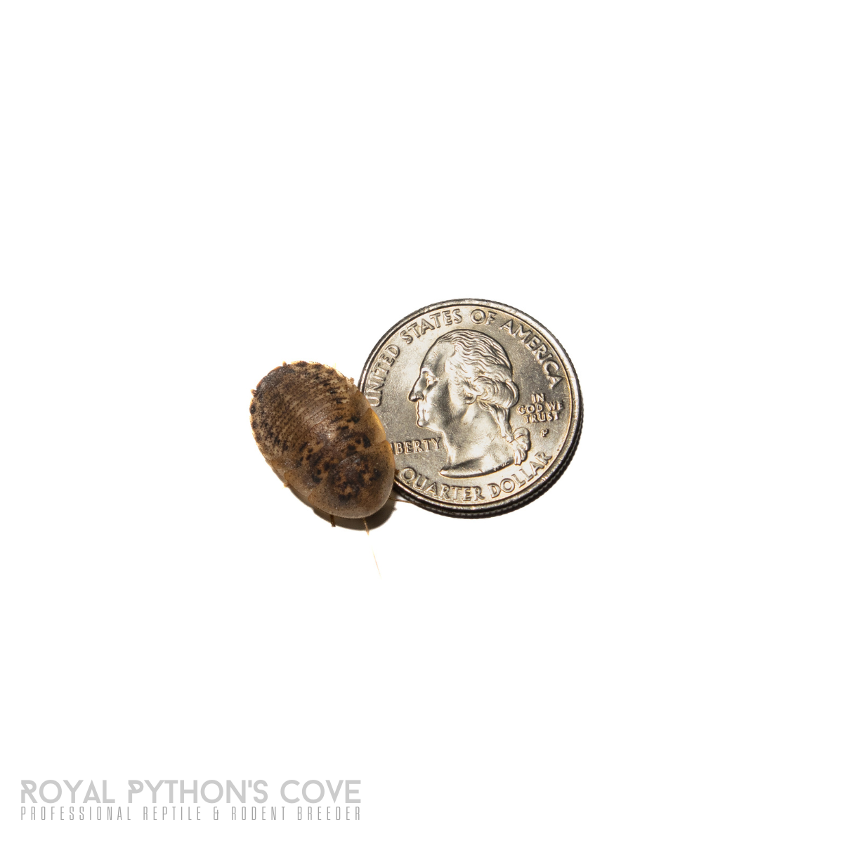 Dubia Roach 3