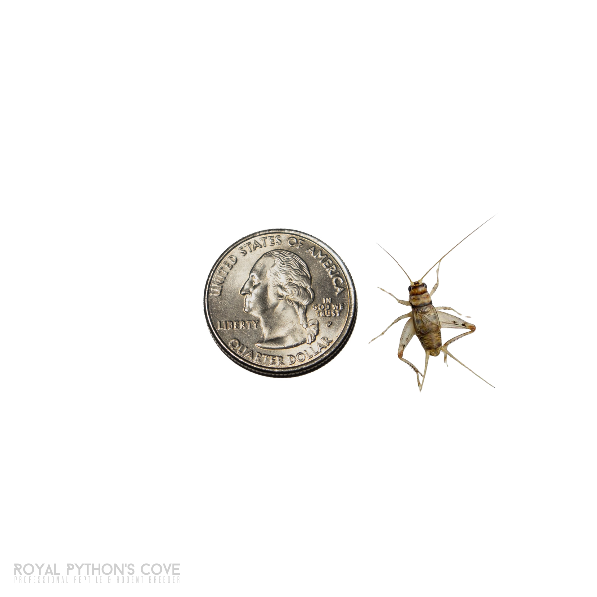 L Cricket