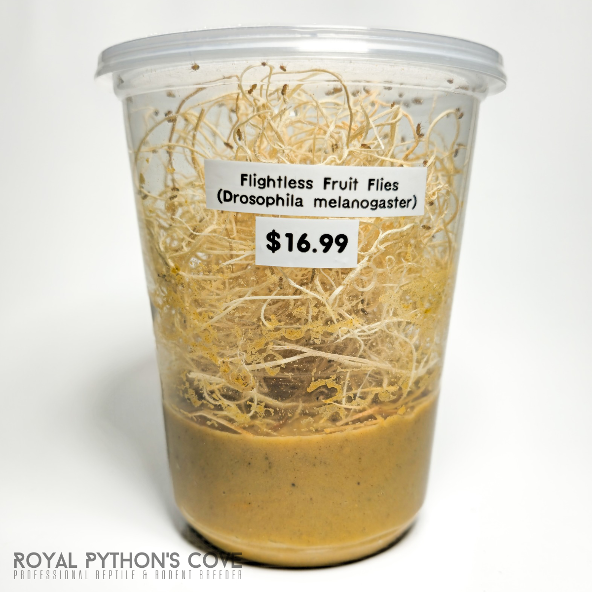 fruit fly melanogaster