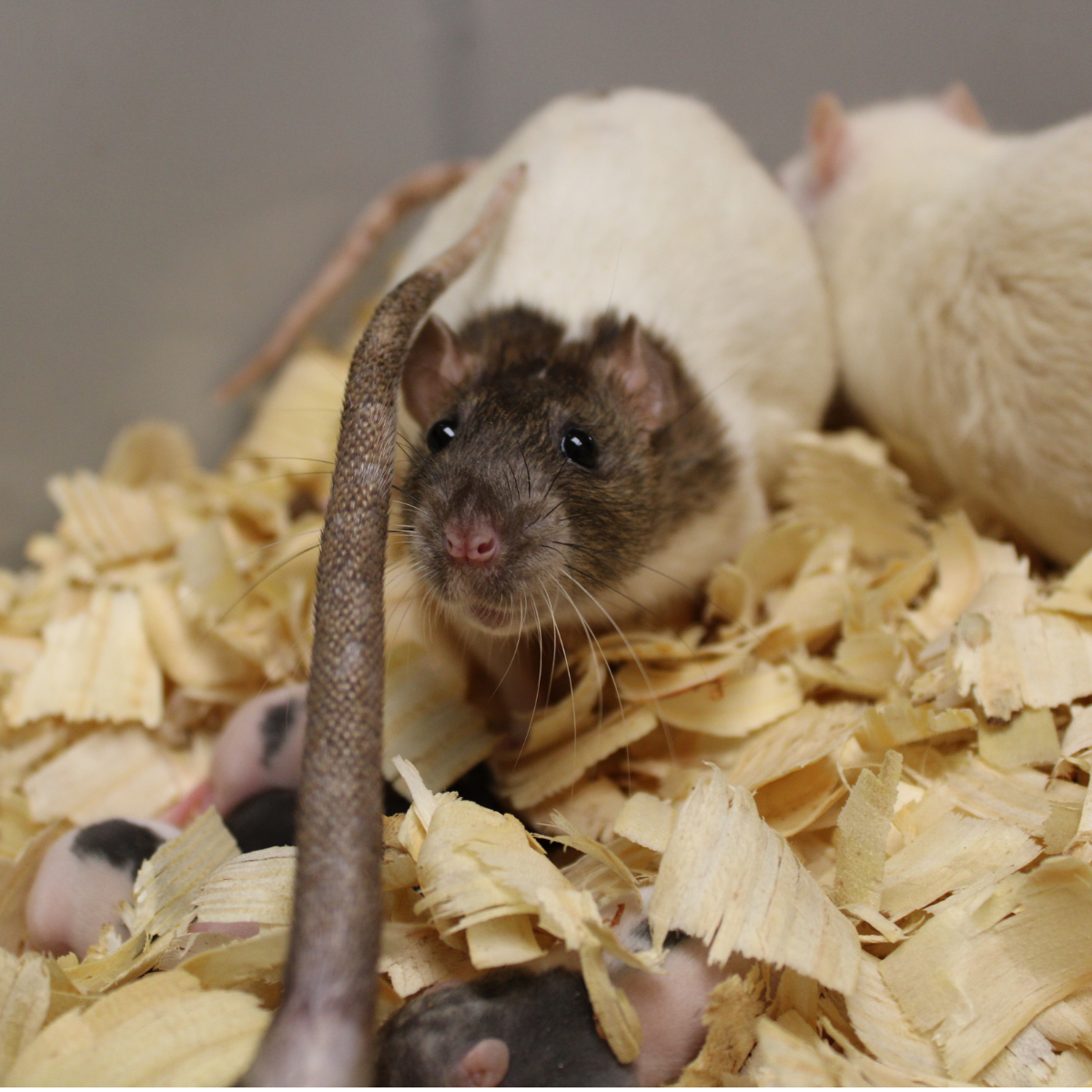 live rat 2
