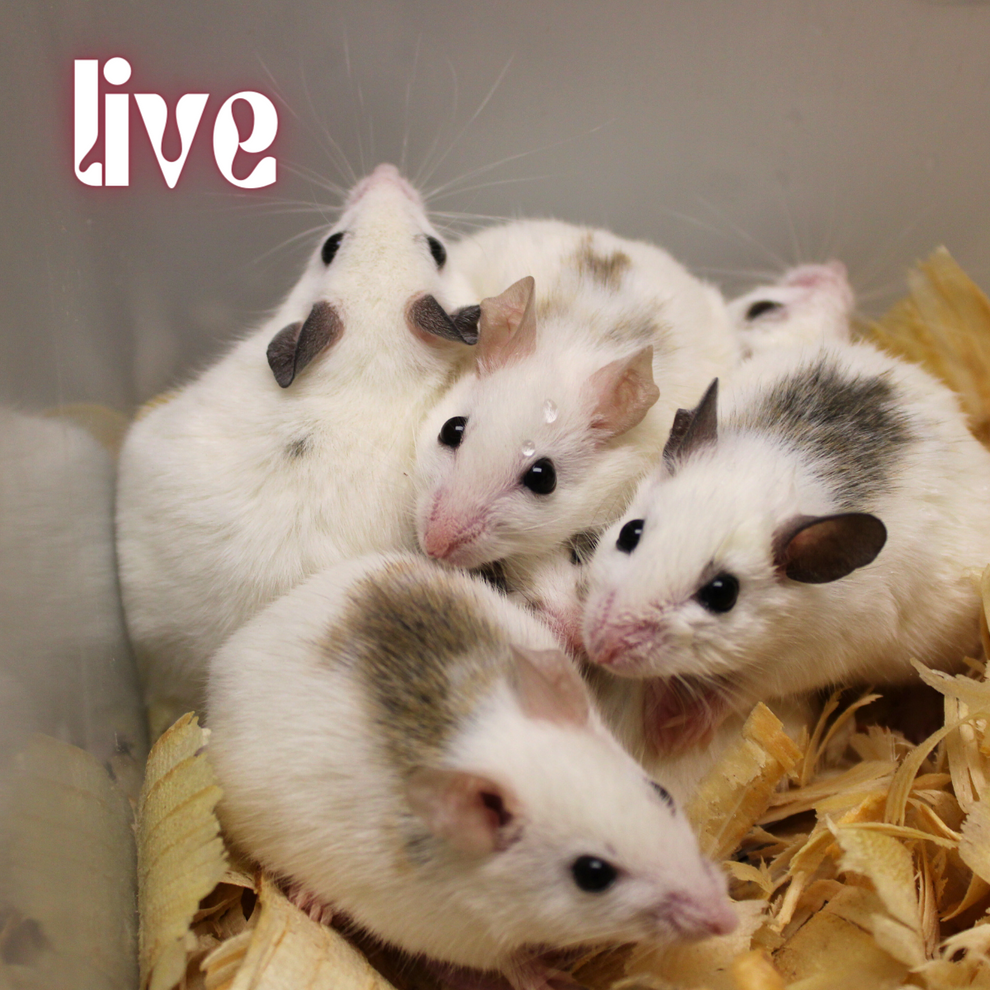 Fromsoft Rat Live African Soft-Furred Rat (ASF): Local Delivery & Pickup South NJ ...