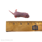 pinky rat