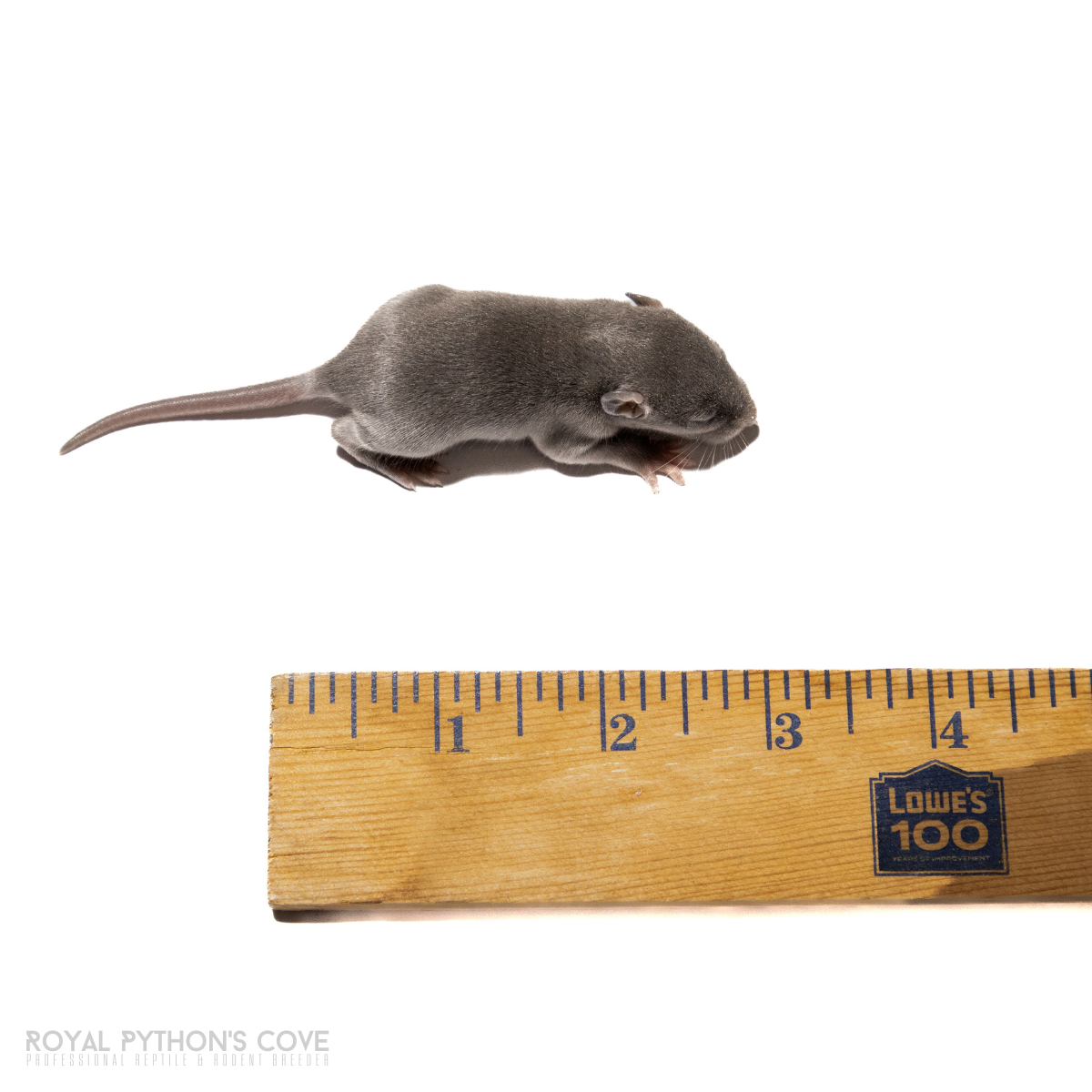 pup rat