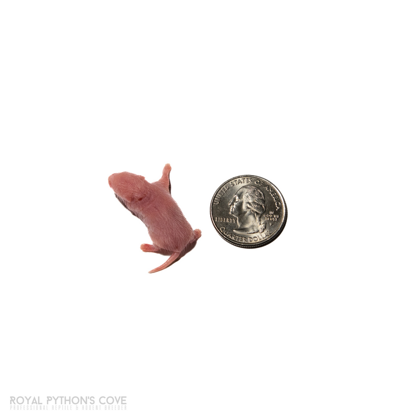 Fromsoft Rat Live African Soft-Furred Rat (ASF): Local Delivery & Pickup South NJ ...