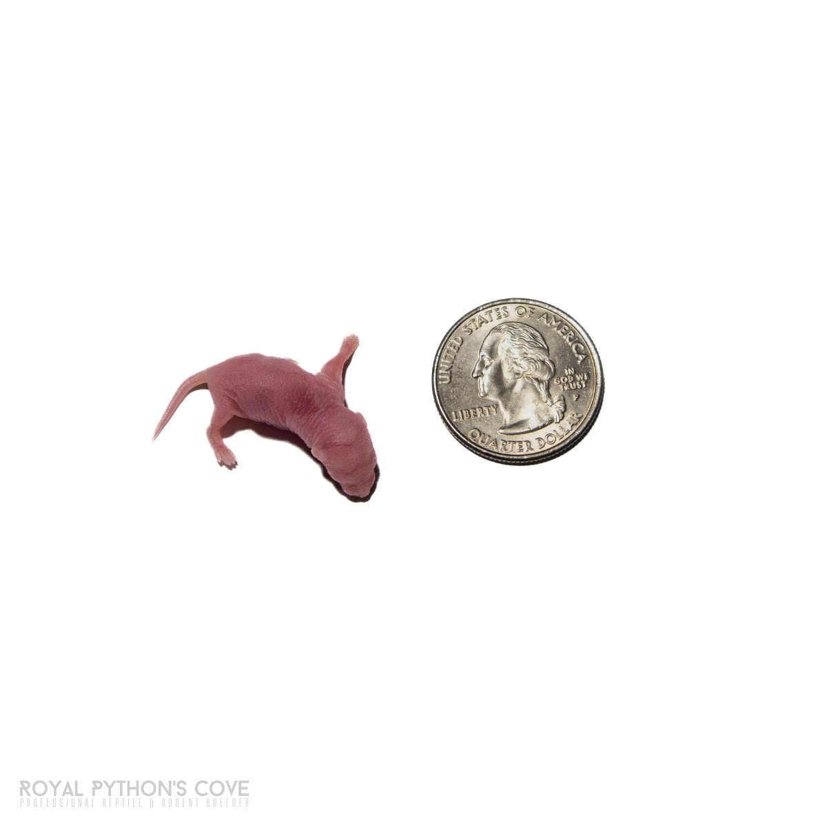 live pinky mice