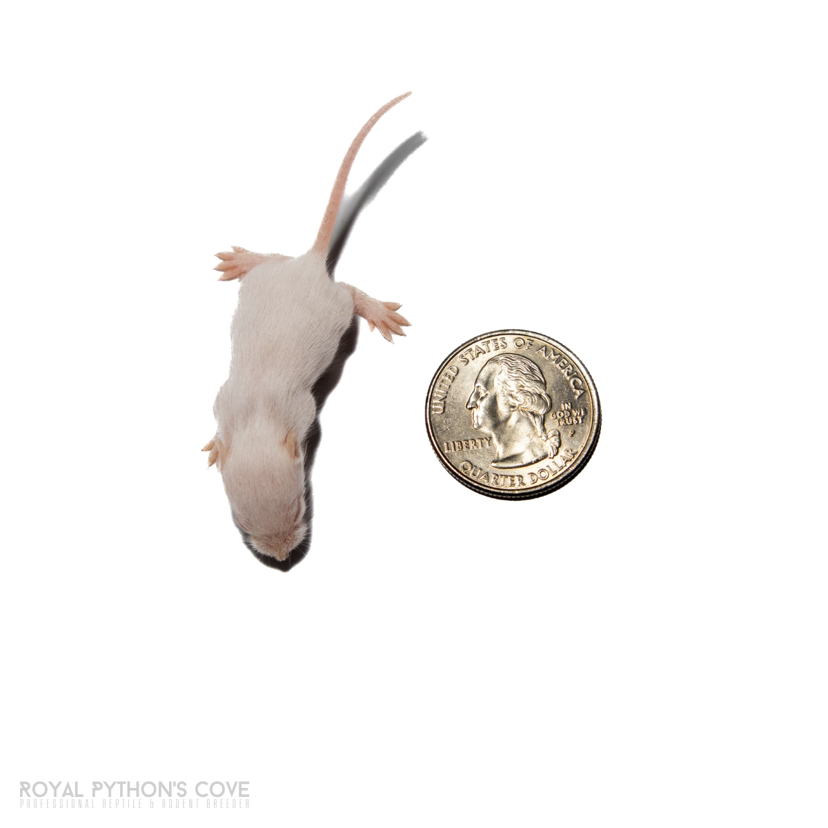 live pup fuzzy mice