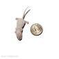 live pup fuzzy mice