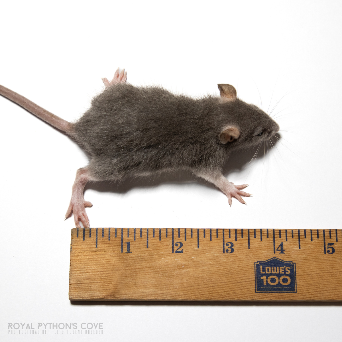 hopper rat