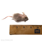 live weaned hopper asf