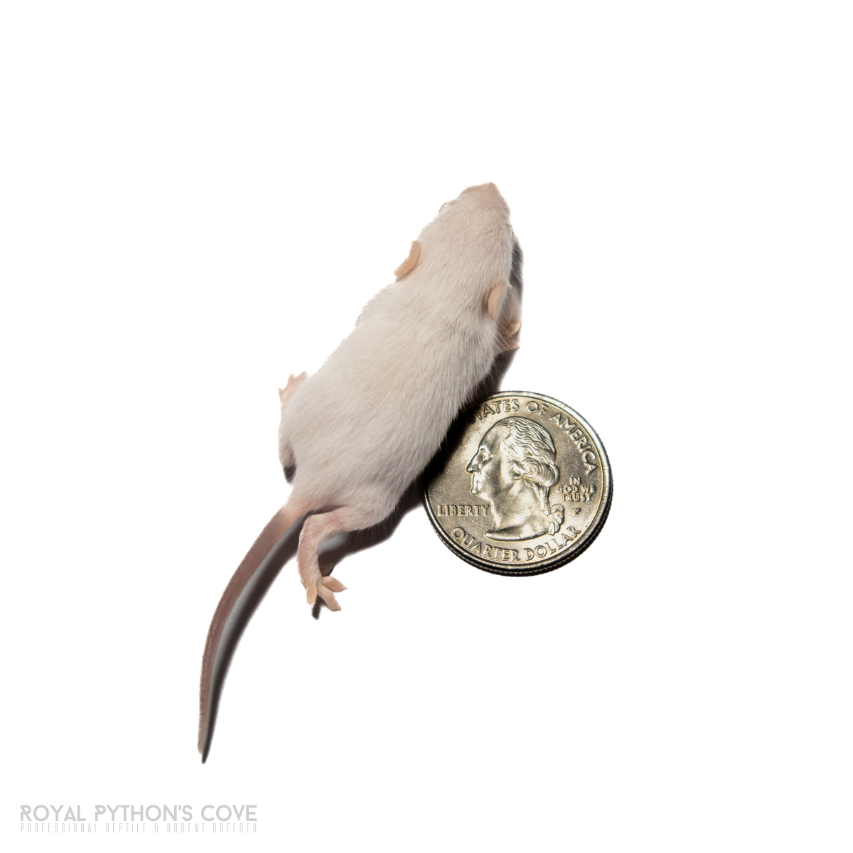 live hopper mice