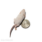 live hopper mice