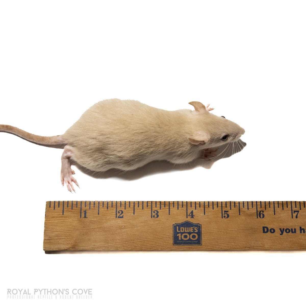 small rat