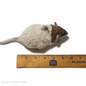 medium rat