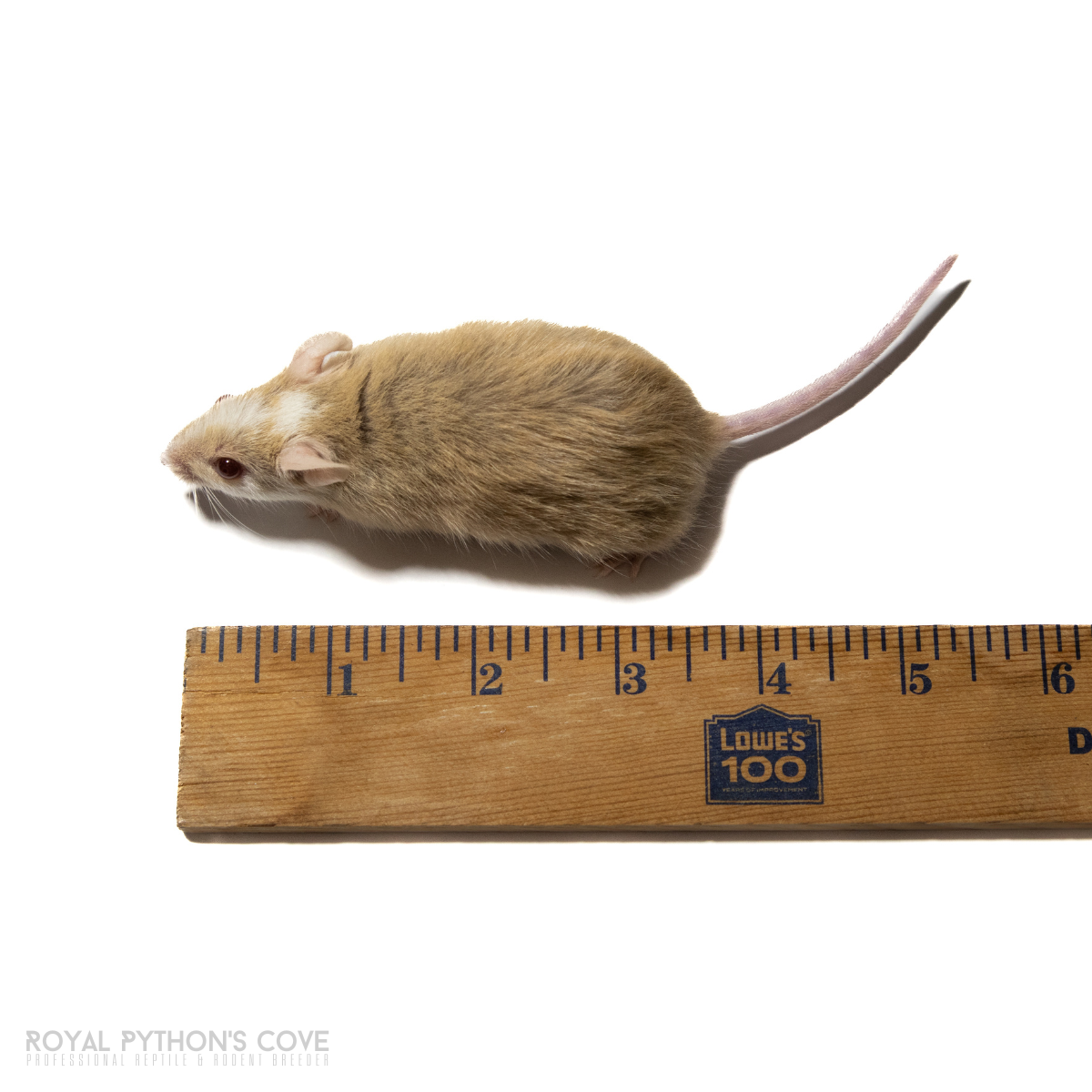 Fromsoft Rat Live African Soft-Furred Rat (ASF): Local Delivery & Pickup South NJ ...