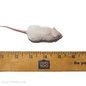 live small mice