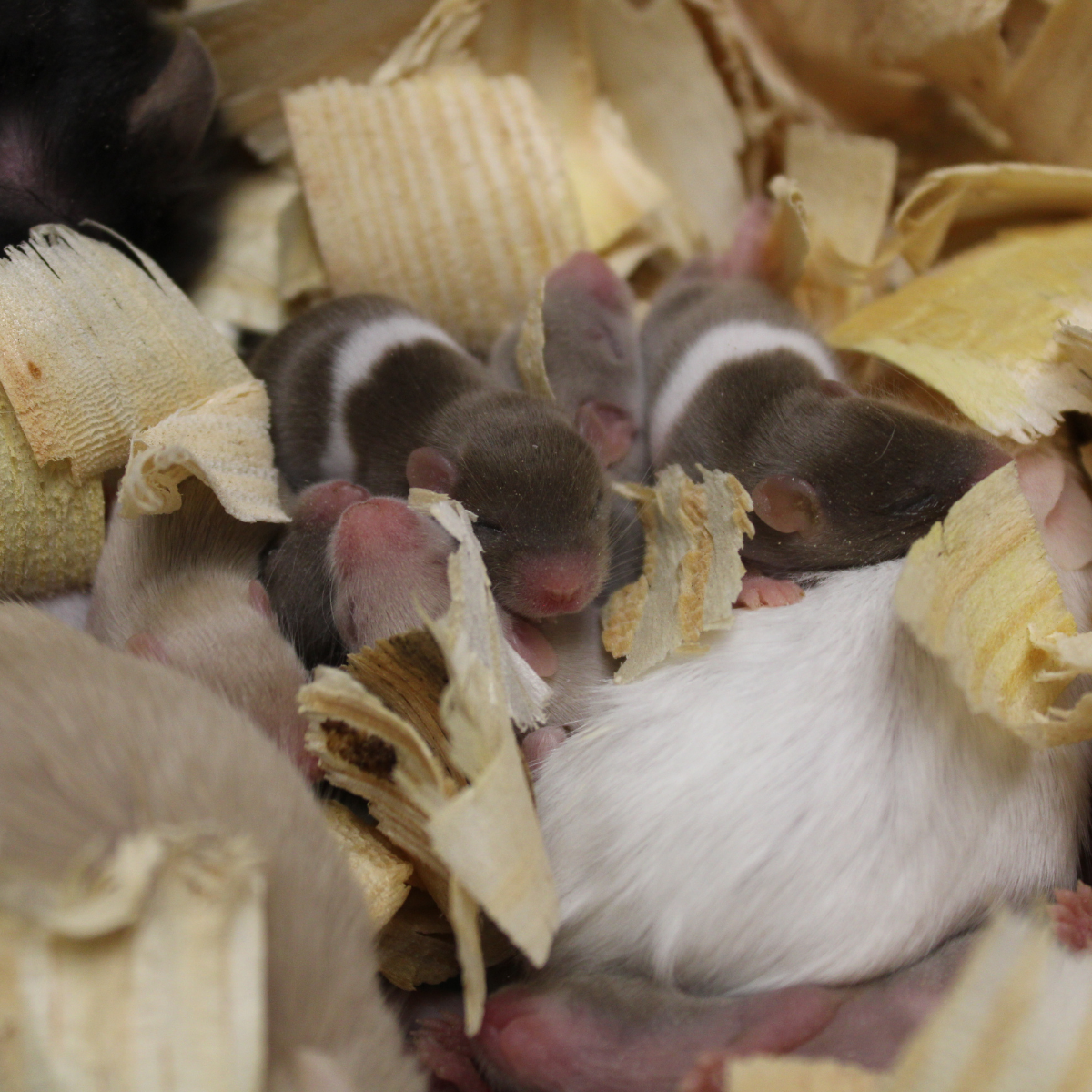mice 3