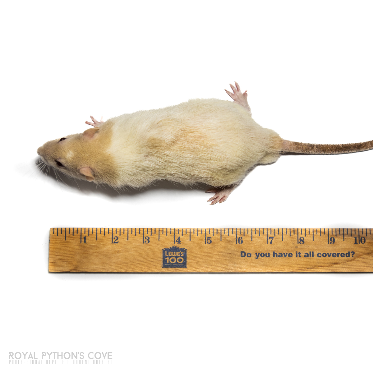 Large rat