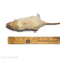 Large rat