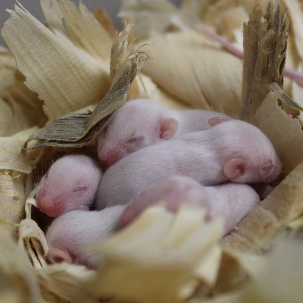 mice 2