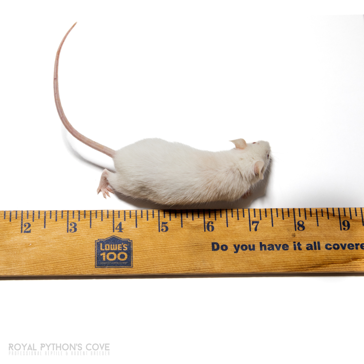 live medium mice