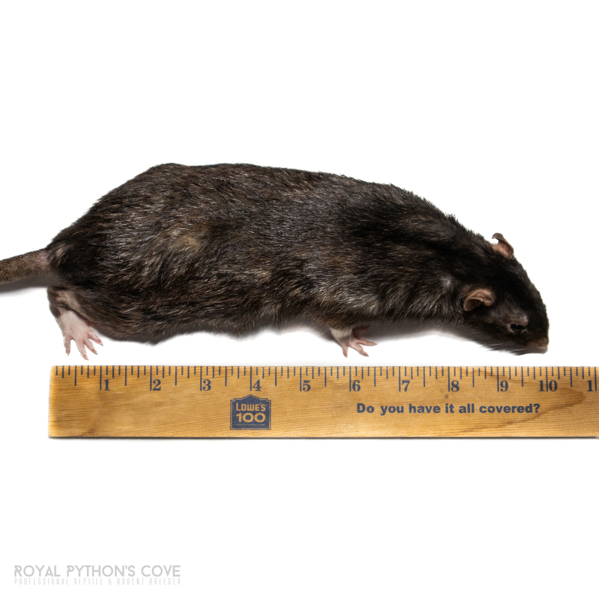 jumbo rat