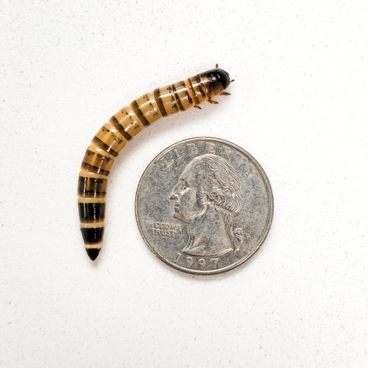 Superworm