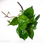 heartleaf 1