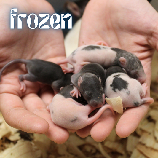 frozen rat 1
