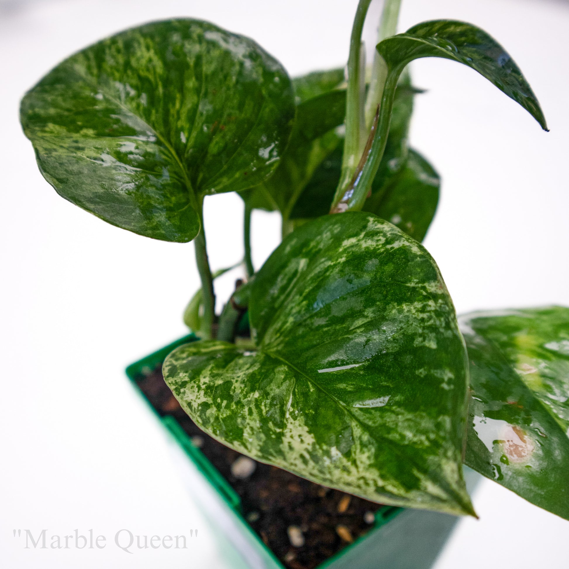 marble queen 2