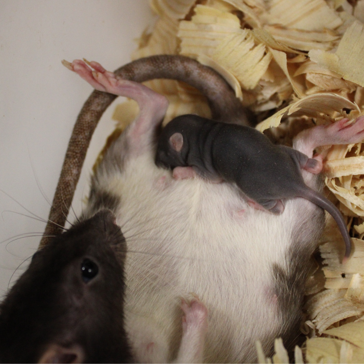 rat 2