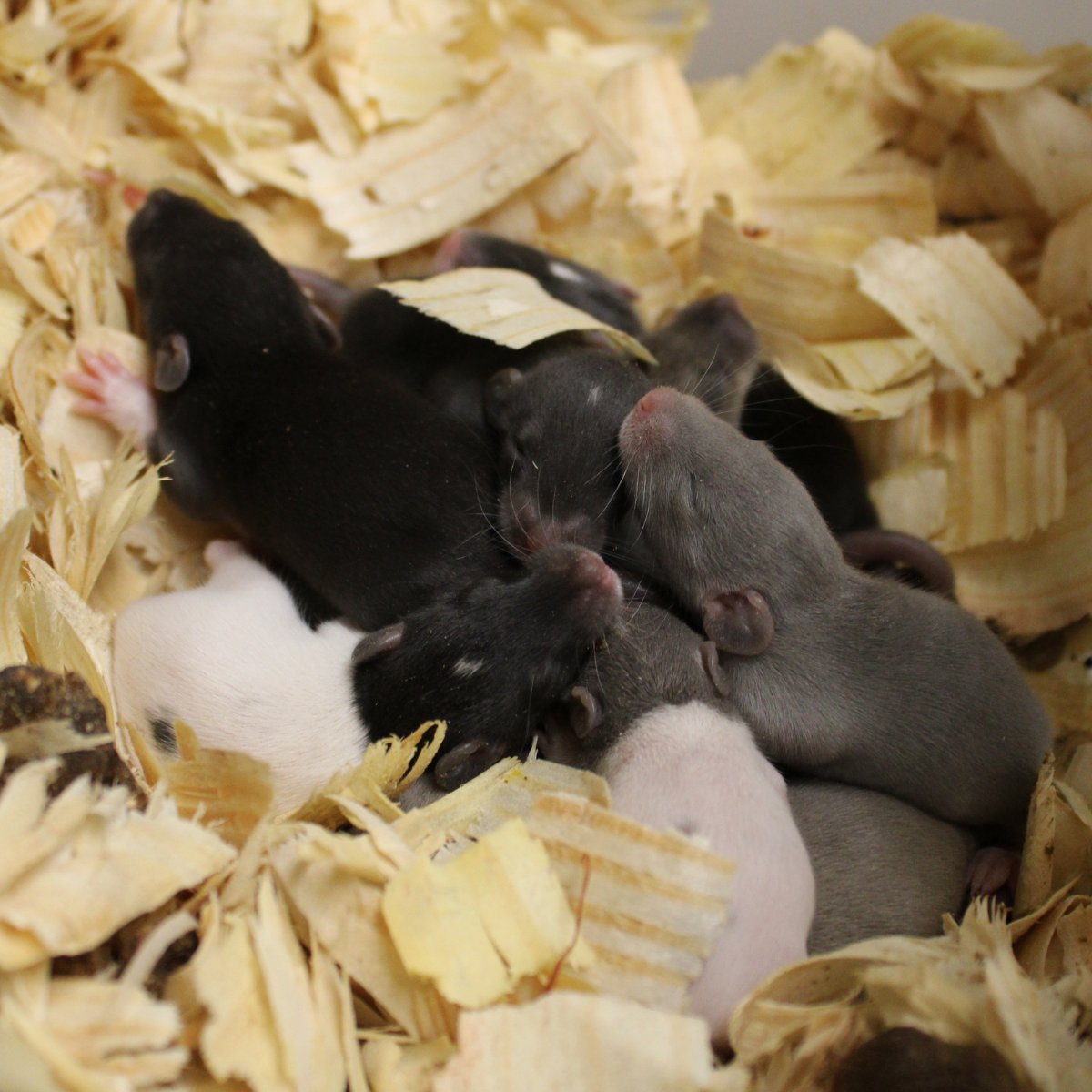 rat 3