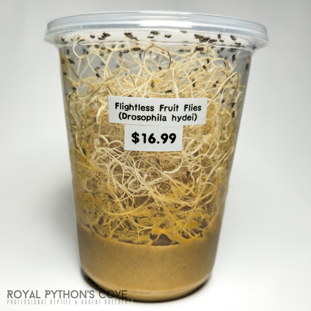 frit fly hydei