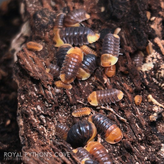 Cubaris sp. Rubber Ducky Isopods on cork in a bioactive vivarium setup, breaking down organic matter and enriching the substrate.