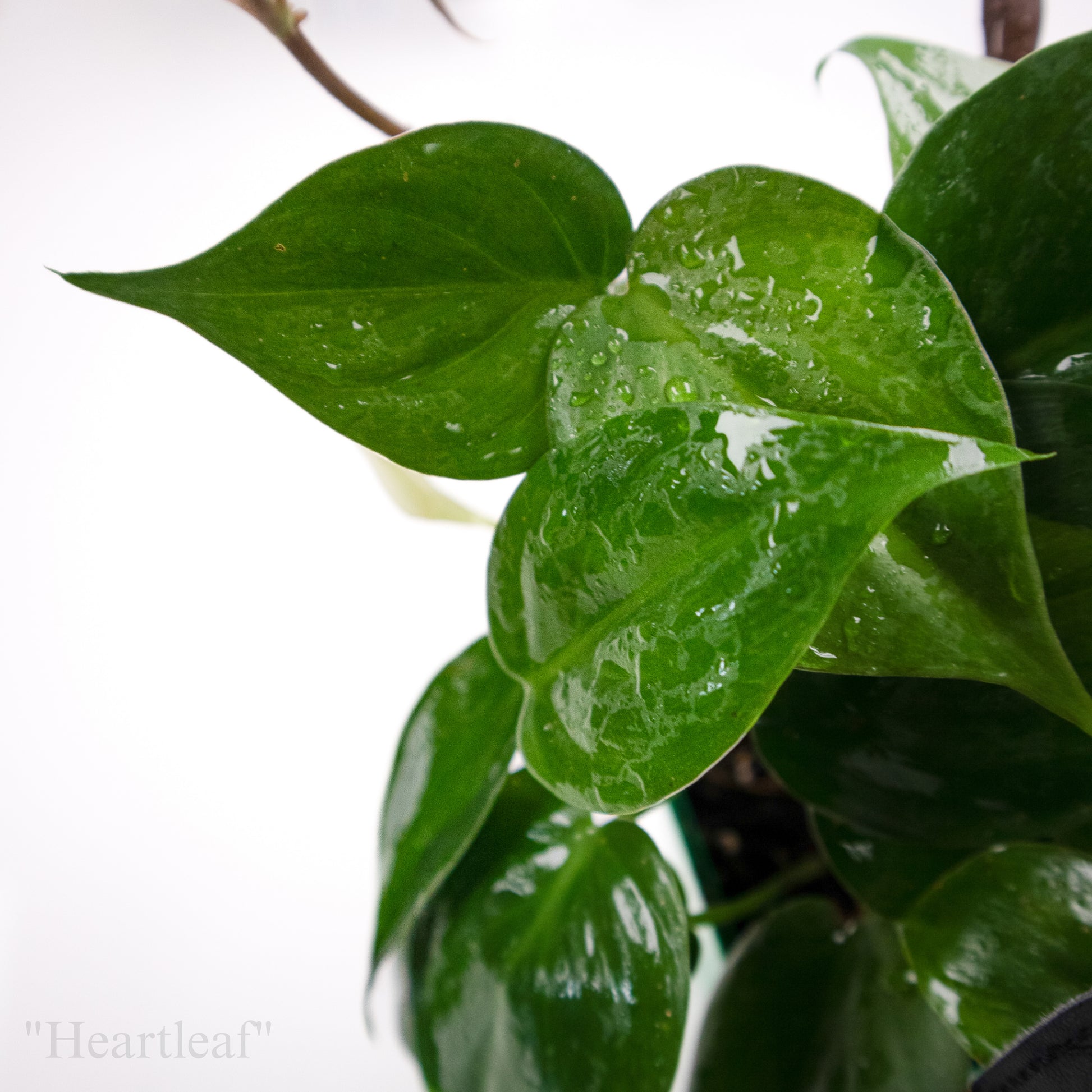 pothos heartleaf Philodendron hederaceum “Heartleaf”