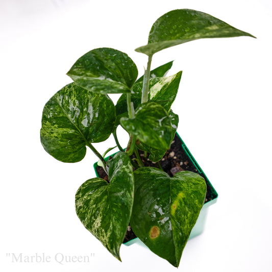 marble queen 1