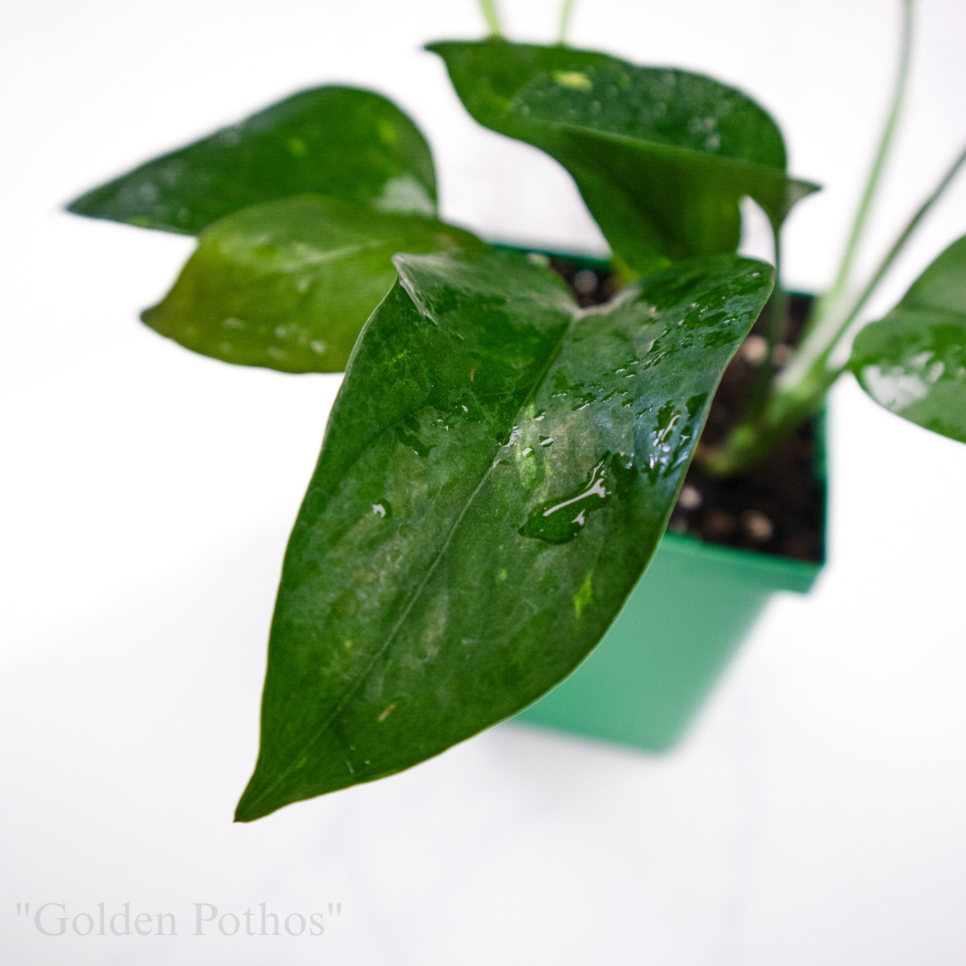 pothos emporium Epipremnum aureum “Golden Pothos”