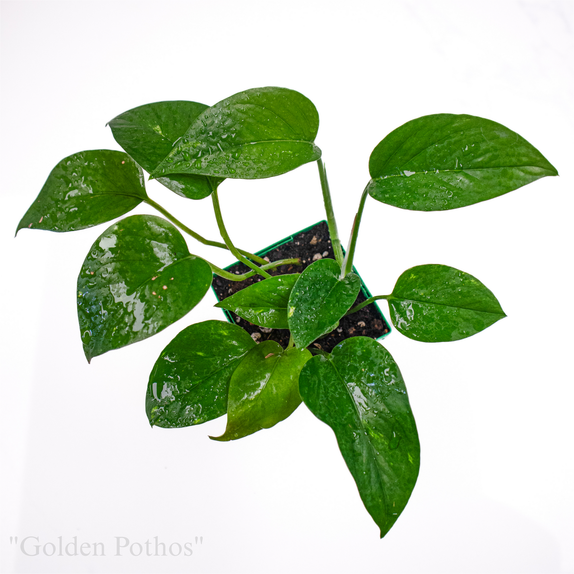 golden pothos leaves Epipremnum aureum “Golden Pothos”