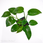 golden pothos 1