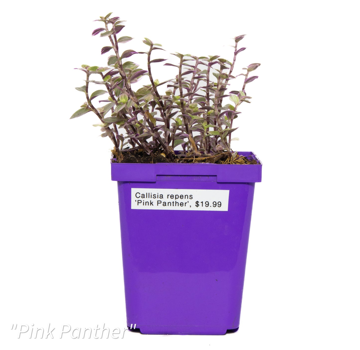 Callisia repents ‘Pink Panther’