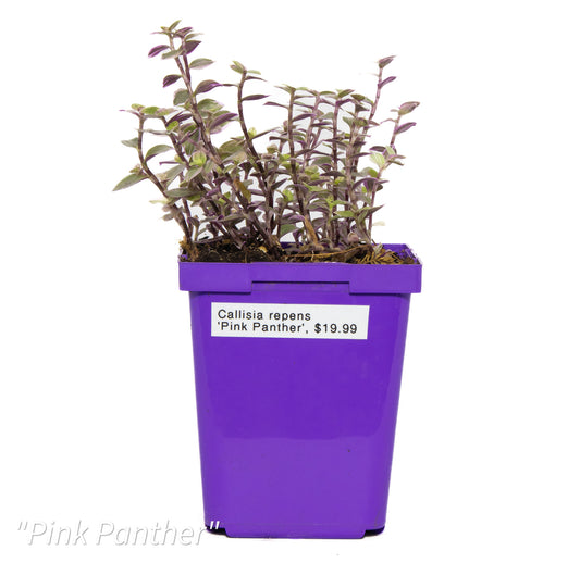 Callisia repents ‘Pink Panther’