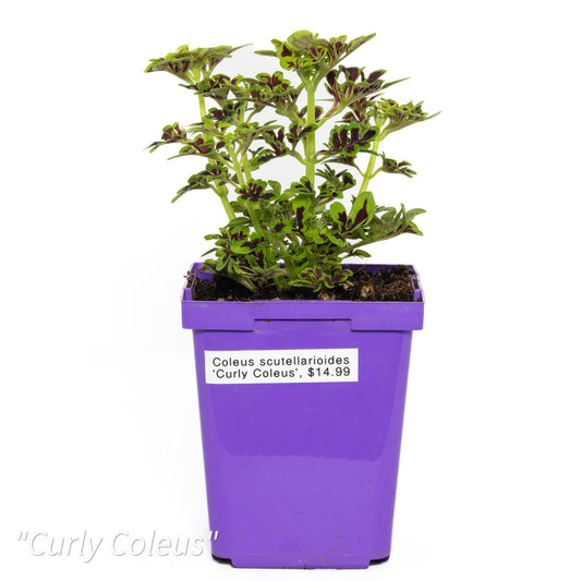 Coleus scutellarioides ‘Curly Coleus’